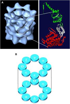 The Molecular Chaperone CCT/TRiC: An Essential Component of Proteostasis and a Potential Modulator of Protein Aggregation